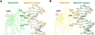 Structure of New Binary and Ternary DNA Polymerase Complexes From Bacteriophage RB69